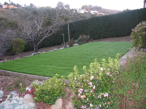 San francisco synthetic grass